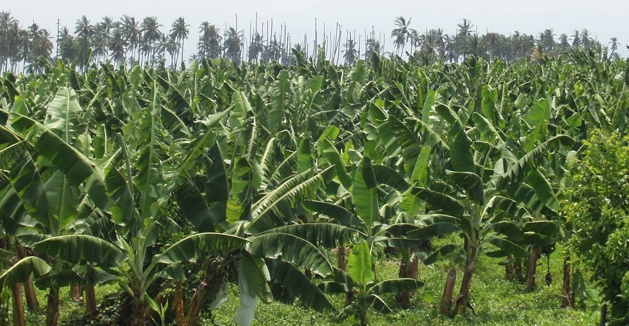 Why the Organic Banana Growing Process Matters